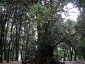 foresta-primaria-di-montes-02