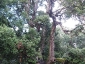 foresta-primaria-di-montes-04