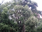 foresta-primaria-di-montes-06