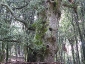foresta-primaria-di-montes-08