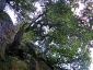 foresta-primaria-di-montes-11