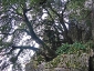 foresta-primaria-di-montes-12