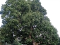 foresta-primaria-di-montes-13