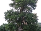 foresta-primaria-di-montes-14