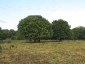 foresta-primaria-di-montes-15