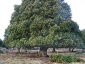 foresta-primaria-di-montes-16