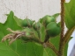 solanum-torvum-frutti-04