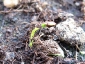 germogli-solanum-torvum-02.jpg