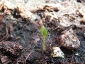 germogli-solanum-torvum-04.jpg