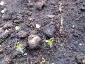 germogli-solanum-torvum-06.jpg