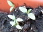 germogli-solanum-torvum-09.jpg