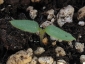 germogli-solanum-torvum-10.jpg