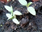 germogli-solanum-torvum-11.jpg