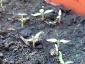 germogli-solanum-torvum-13.jpg