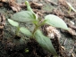 germogli-solanum-torvum-14.jpg