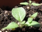 germogli-solanum-torvum-17.jpg