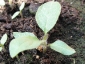 germogli-solanum-torvum-18.jpg