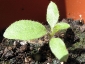 germogli-solanum-torvum-19.jpg