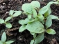 germogli-solanum-torvum-20.jpg