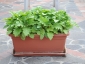 Solanum torvum in vaso - piante di 3 mesi