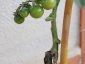 I pomodorini di Pachino su S. torvum