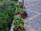 Solanum torvum in vaso - piante di 3 mesi