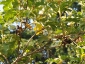 Albero di Solanum torvum - bacche e fiori