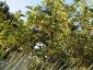Albero di Solanum torvum - bacche e fiori