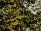Albero di Solanum torvum - bacche e fiori