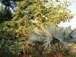 Albero di Solanum torvum - bacche e fiori