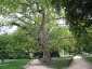 platano-orientale-Parc-de-Monceau-02