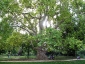 platano-orientale-Parc-de-Monceau-03