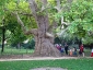 platano-orientale-Parc-de-Monceau-04