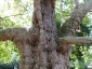 platano-orientale-Parc-de-Monceau-07