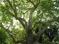 platano-orientale-Parc-de-Monceau-14