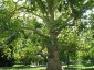 platano-orientale-Parc-de-Monceau-15