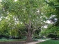 platano-orientale-Parc-de-Monceau-16