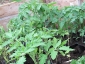 02-pomodori-nel-semenzaio.jpg