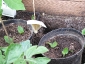 04-zucchine.jpg