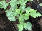05-cocomeri.jpg