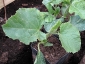 06-melone.jpg