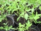 11-ancora-pomodori.jpg