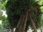 La Robinia pseudoacacia di square viviani a Parigi 1