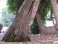 La Robinia pseudoacacia di square viviani a Parigi 4