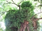 La Robinia pseudoacacia di square viviani a Parigi 5