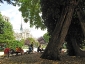 La Robinia pseudoacacia di square viviani a Parigi 6