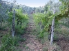 02-vigna-00.jpg