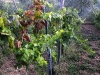 03-filare-01.jpg