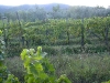 05-vigna-01.jpg