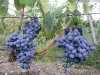 06-sangiovese-01.jpg